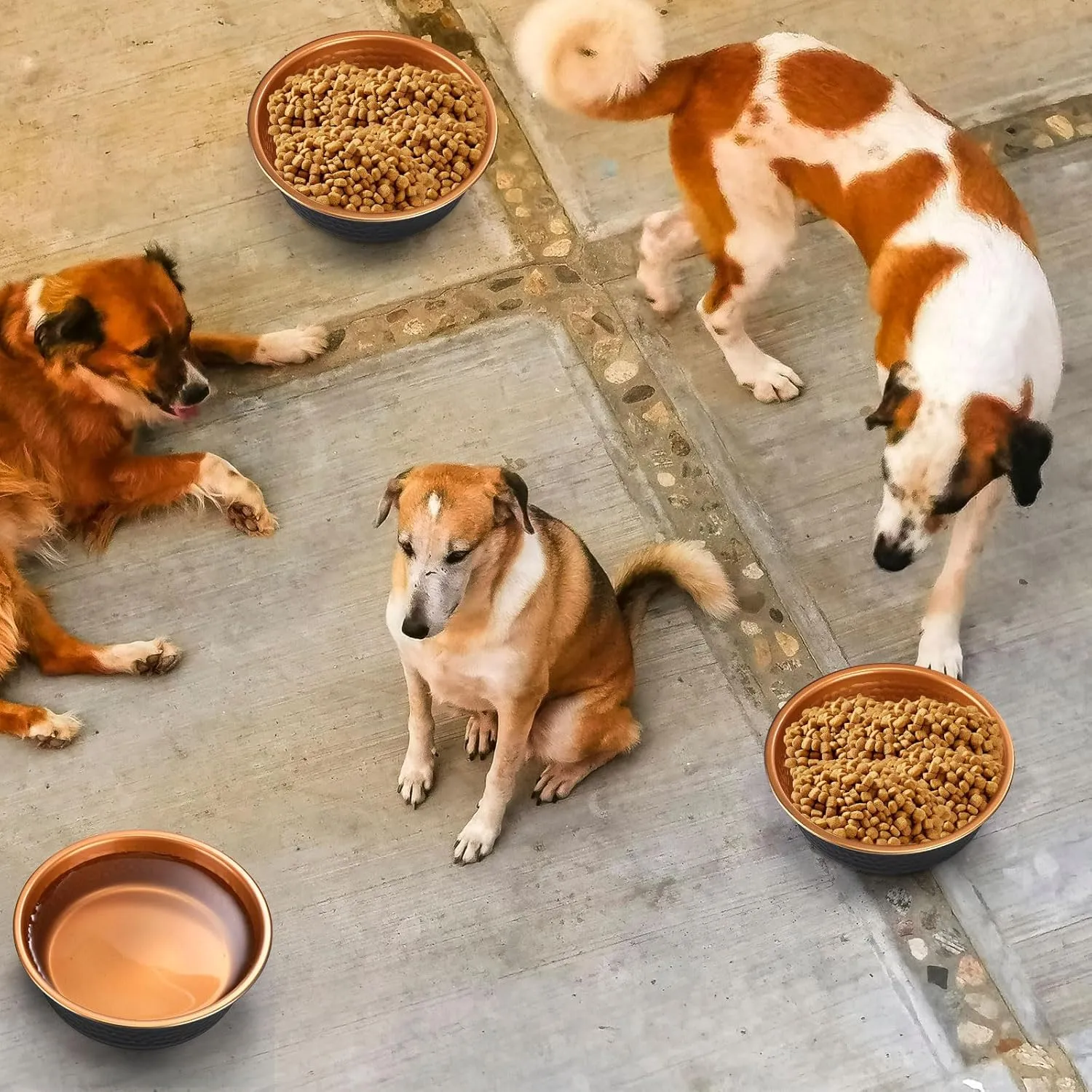 8 Pcs Hammered Stainless Steel Dog Bowls Heavy Duty Less Sliding Deep Metal Food Water Bowls for Pets Dogs Cats Easy to Clean(Black Gold,64 Oz, 8.5 Dia)