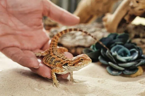 Custom Lizard Pet Pillow | Bearded Dragon Pillow Gift