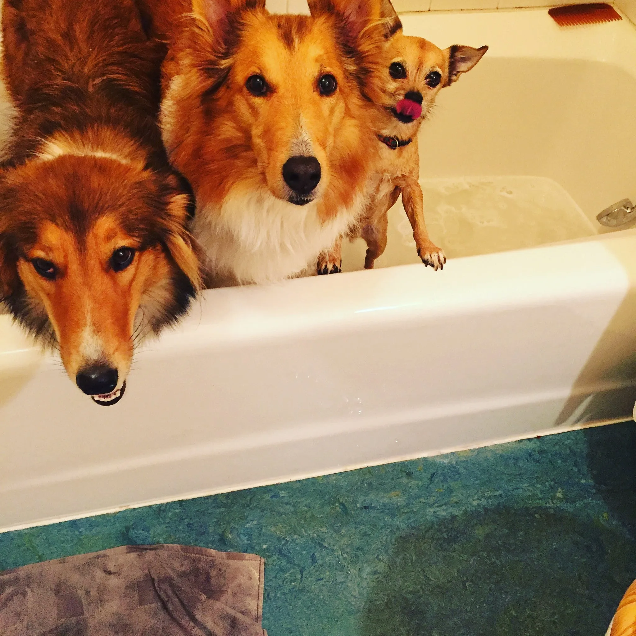 Dirty Dog Pet Shampoo