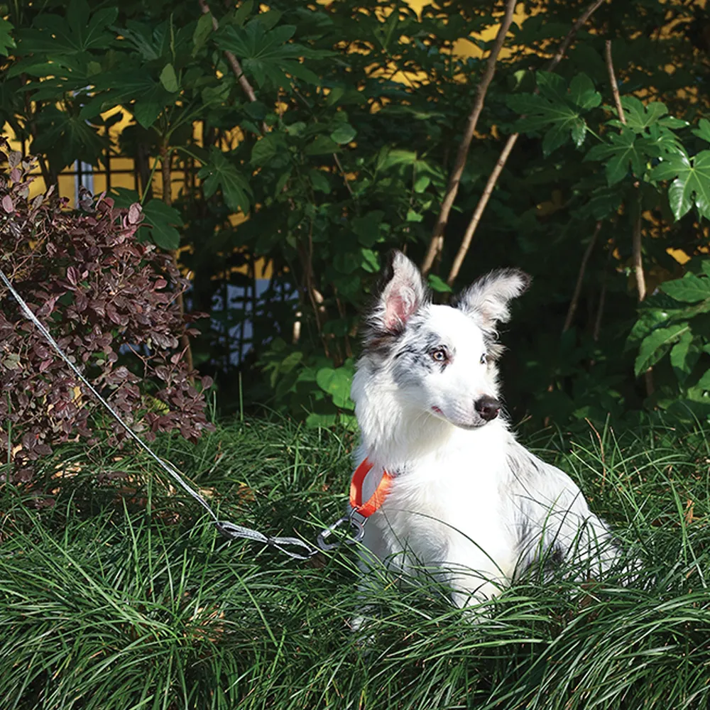 M-PETS Wild Jungle Leash Travel