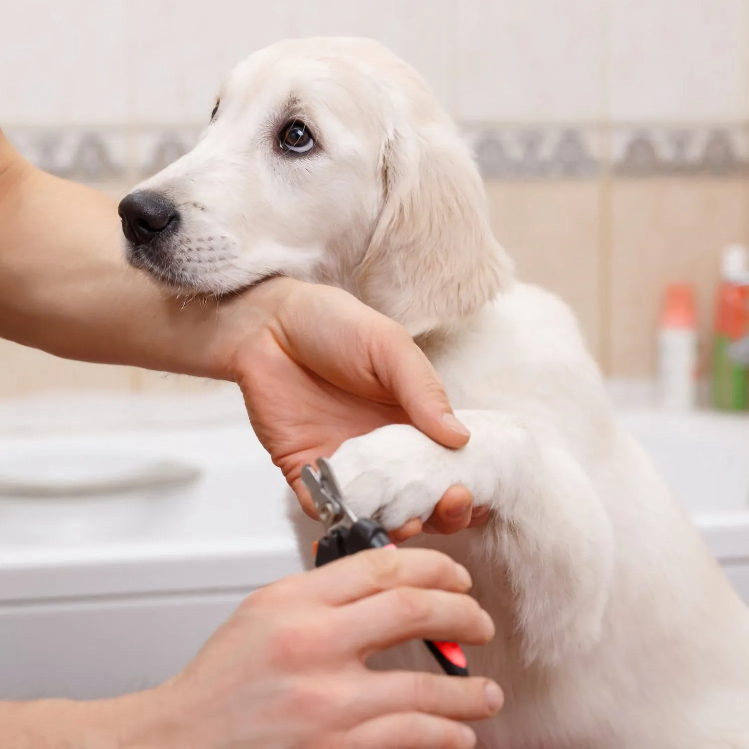 Pet Nail Trimmer  with Safety Guard to Avoid Over-Cutting Nails